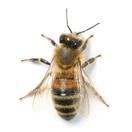 Honey bee