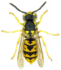 Wasp